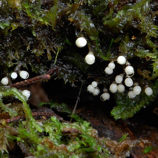Elaeomyxa cerifera, myxomycetes, Tasmania
