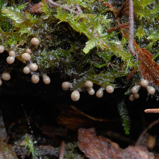 Elaeomyxa cerifera, myxomycetes, Tasmania