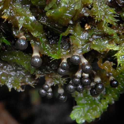 Elaeomyxa cerifera, myxomycetes, Tasmania