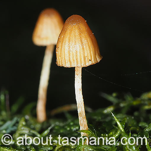 Galerina hypnorum, fungi, Tasmania