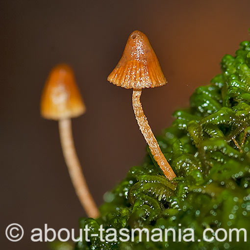 Galerina hypnorum, fungi, Tasmania