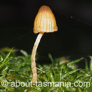 Galerina hypnorum