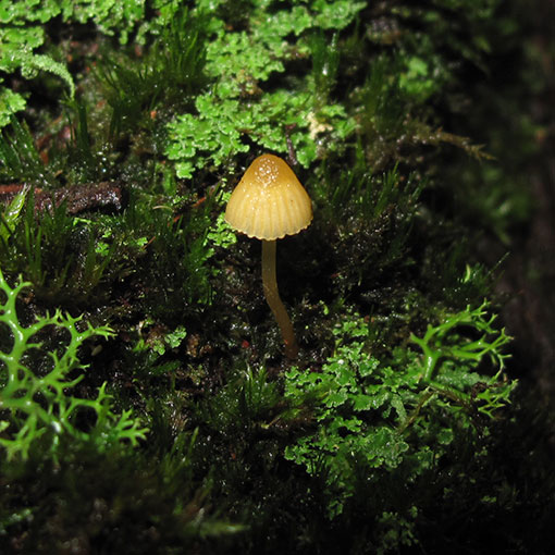 Galerina hypnorum, fungi, Tasmania