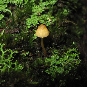 Galerina hypnorum