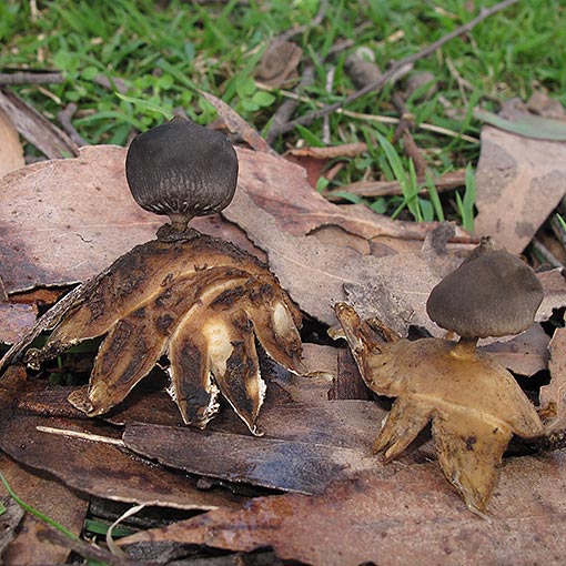 Geastrum tenuipes, Tasmania, fungi