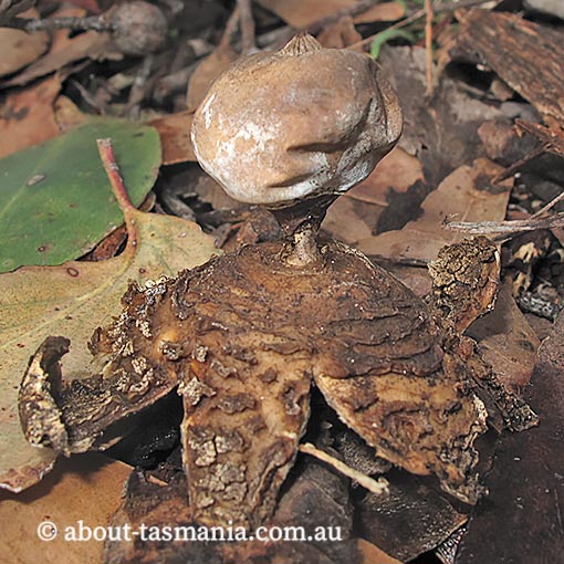 Geastrum tenuipes, Tasmania, fungi