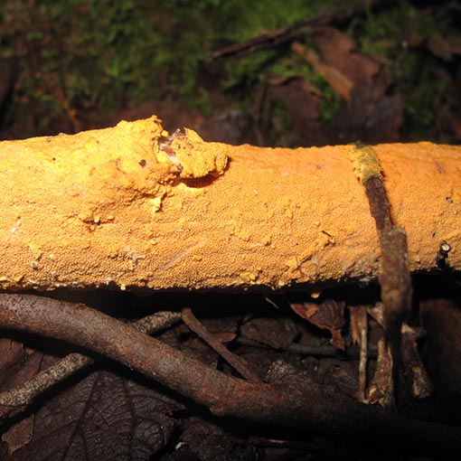 Hapalopilus sp., fungi, Tasmania