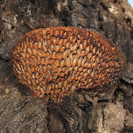 Hexagonia vesparia, fungi, Tasmania