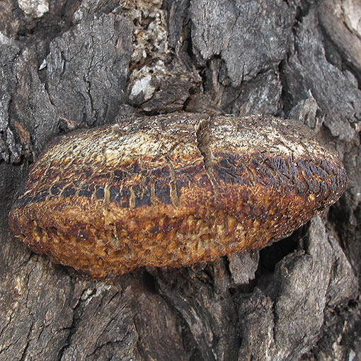 Hexagonia vesparia, fungi, Tasmania