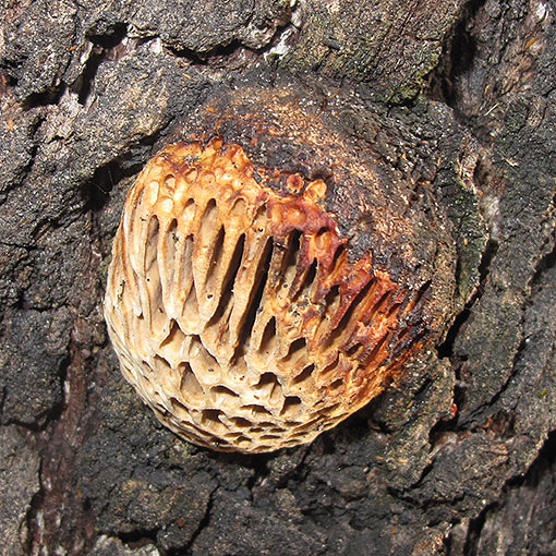 Hexagonia vesparia, fungi, Tasmania