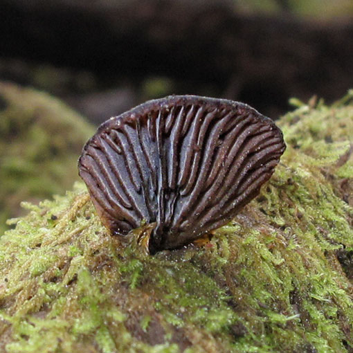 Hohenbuehelia cf. nigra, fungi, Tasmania