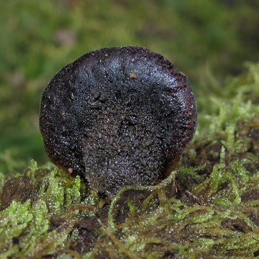 Hohenbuehelia cf. nigra, fungi, Tasmania