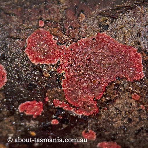 Hymenochaete cruenta, fungi, Tasmania