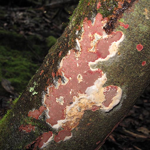 Hymenochaete cruenta, fungi, Tasmania