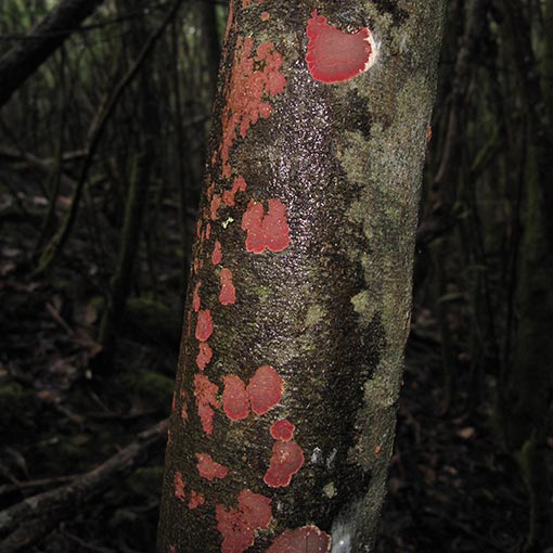 Hymenochaete cruenta, fungi, Tasmania