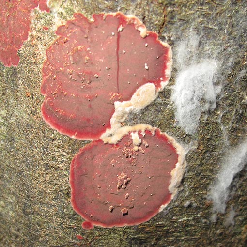 Hymenochaete cruenta, fungi, Tasmania