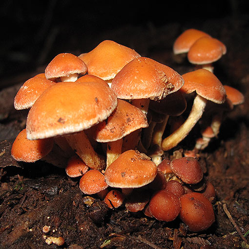 Hypholoma fasciculare var. armeniacum, fungi, Tasmania