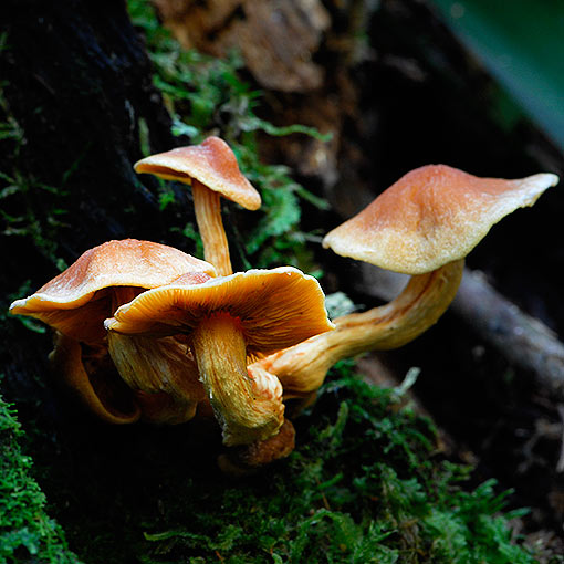 Hypholoma fasciculare var. armeniacum, fungi, Tasmania