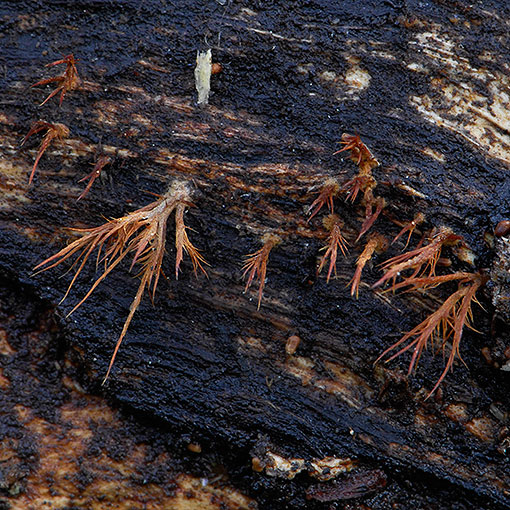 ozonium, fungi, Tasmania