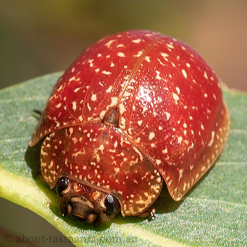 Paropsis-tasmanica2 Paropsis tasmanica, Chrysomelidae, Tasmania