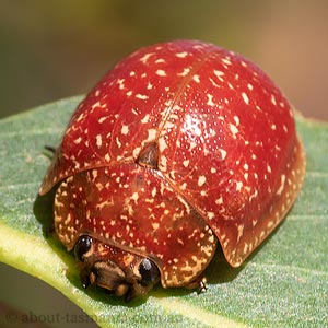 Paropsis tasmanica