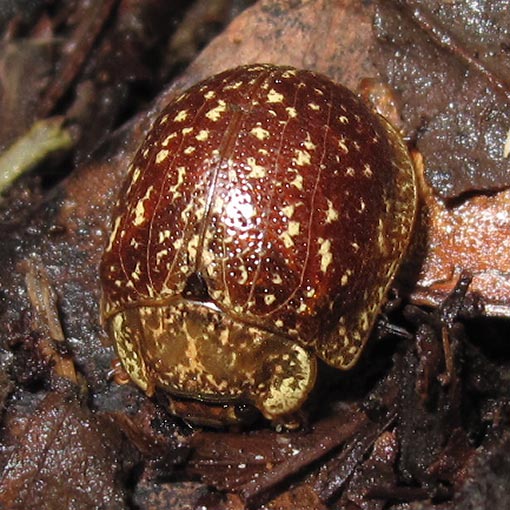 Paropsis_tasmanica Paropsis tasmanica, Chrysomelidae, Tasmania