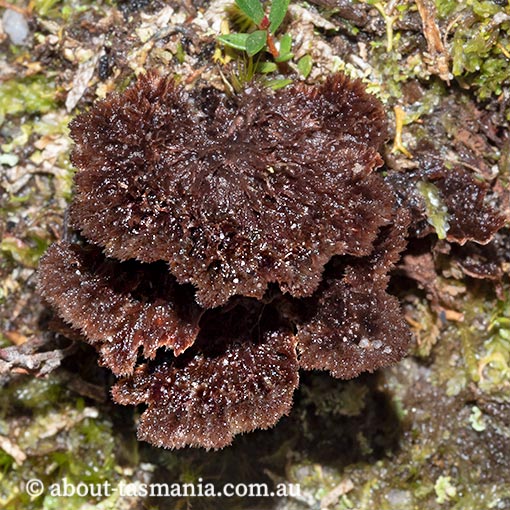 Thelephora terrestris, fungi, Tasmania