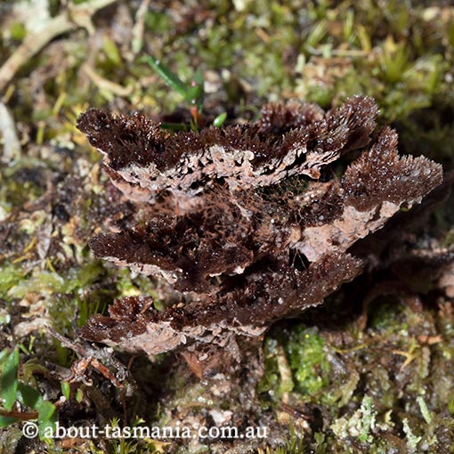 Thelephora terrestris, fungi, Tasmania