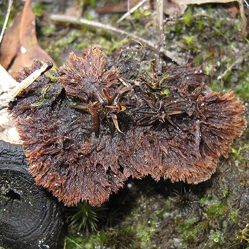Thelephora terrestris, fungi, Tasmania