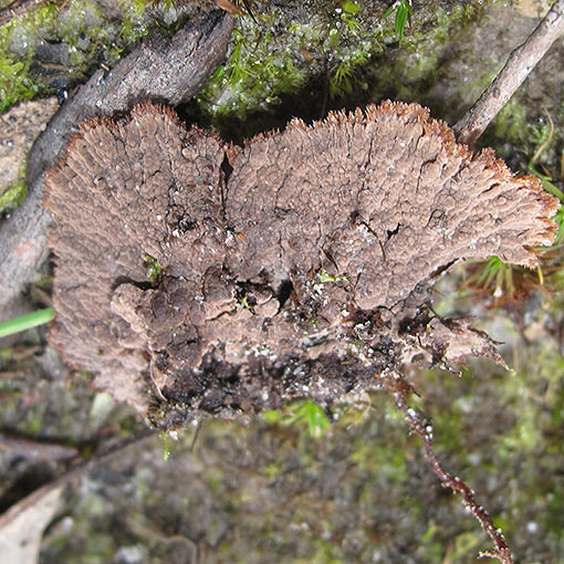 Thelephora terrestris, fungi, Tasmania