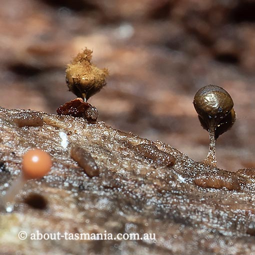 Hemitrichia decipiens, Trichia dicipiens, Tasmania, myxomycetes, fungi