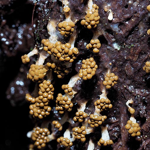 Oligonema verrucosum, Trichia verrucosa, Tasmania, slime mould