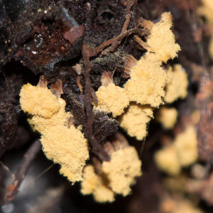 Oligonema verrucosum | About Tasmania