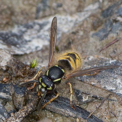 Vespula germanica, Vespidae, European Wasp, Tasmania