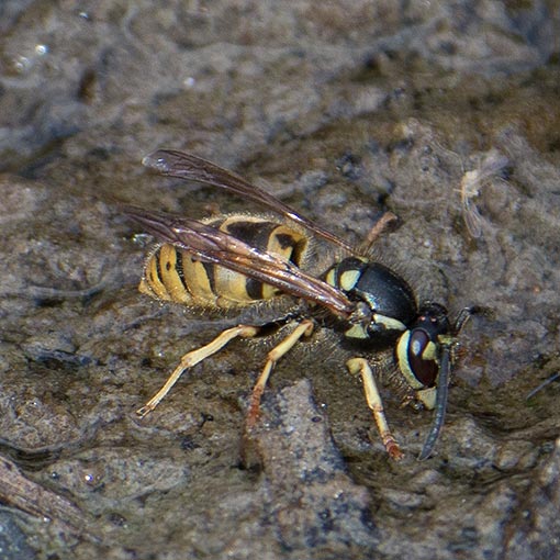 Vespula germanica, Vespidae, European Wasp, Tasmania
