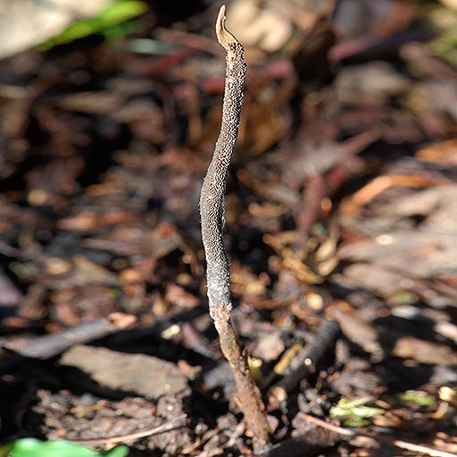 Cordyceps robertsii Tasmanian fungi