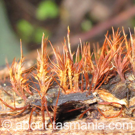 ozonium, fungi, Tasmania