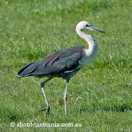 White-necked Heron, Ardea pacifica, Tasmania