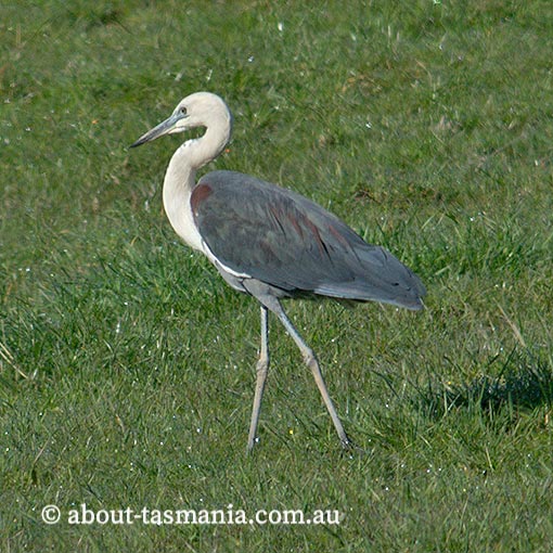 White-necked Heron, Ardea pacifica, Tasmania