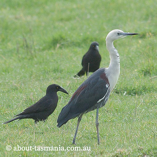 White-necked Heron, Ardea pacifica, Tasmania