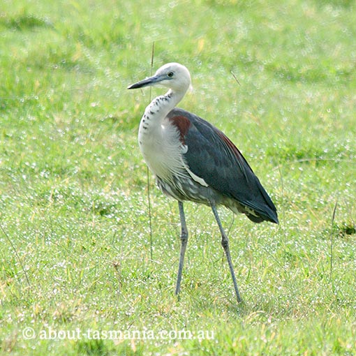 White-necked Heron, Ardea pacifica, Tasmania