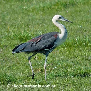 White-necked heron