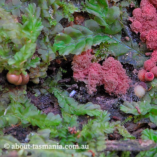 Arcyria denudata, myxomycetes, Tasmania