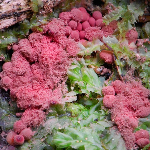 Arcyria denudata, myxomycetes, Tasmania
