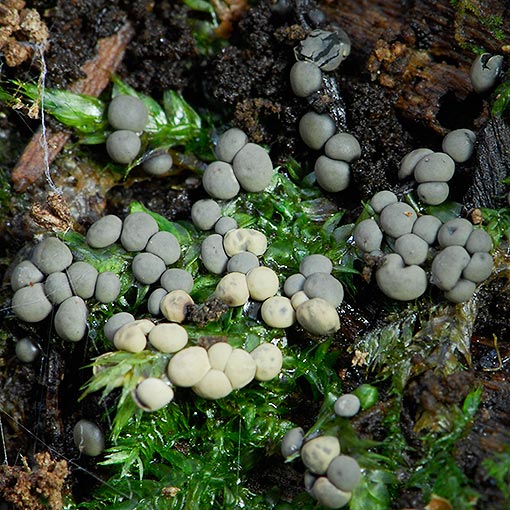 Badhamia sp., myxomycetes, Tasmania