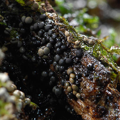 Badhamia sp., myxomycetes, Tasmania