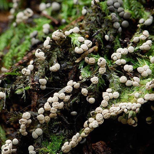 Badhamia sp., myxomycetes, Tasmania