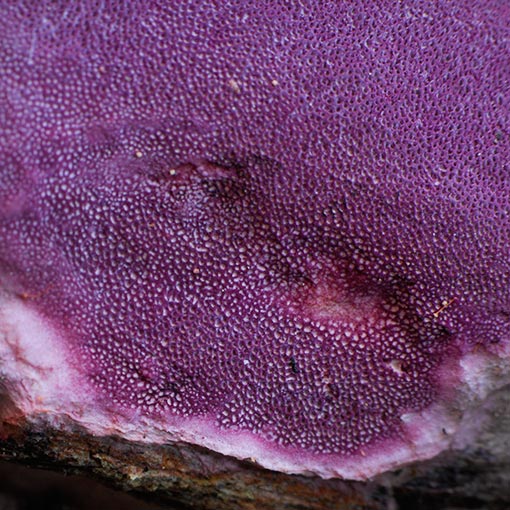 Ceriporia purpurea, fungi, Tasmania