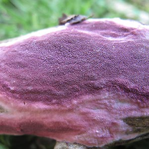 Ceriporia purpurea