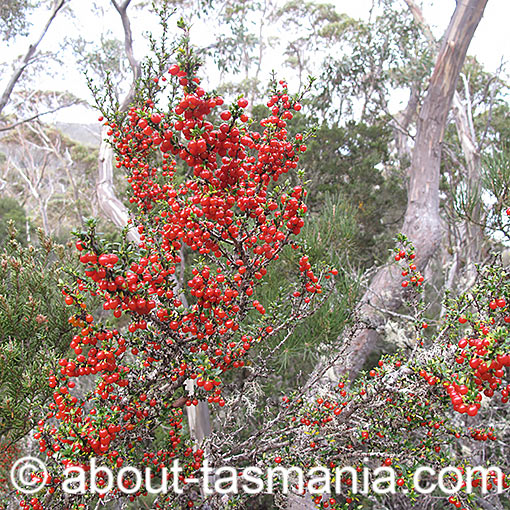 Coprosma nitida, Mountain Currant, Tasmania